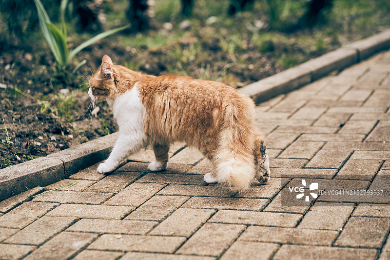 流浪的脏污红白色猫咪，在路上淋湿的动物图片素材