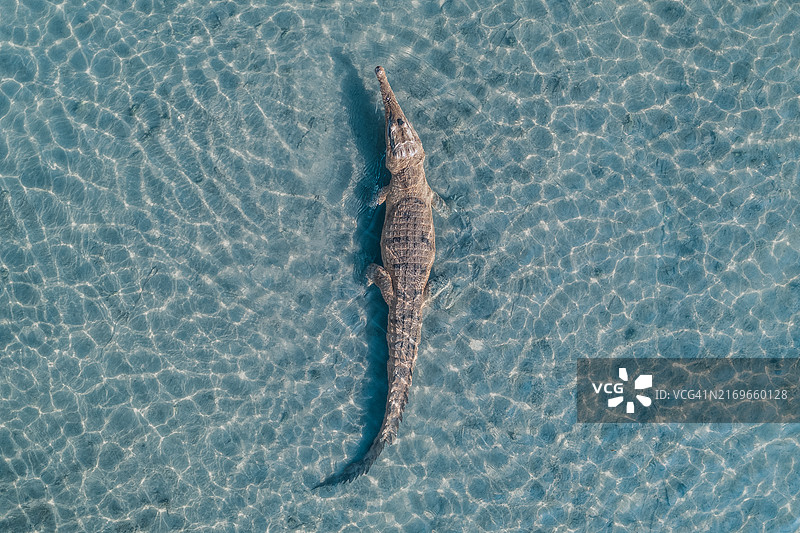 在闪闪发光的水中晒日光浴的淡水鳄鱼，无人机视角，澳大利亚西澳大利亚州金伯利库努纳拉奥德河图片素材