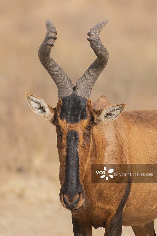 鹿的特写肖像图片素材