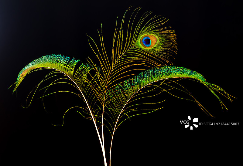 湿润植物的特写，背景为黑色图片素材