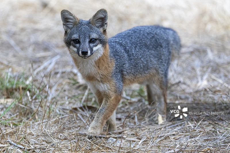 圣克鲁斯岛狐狸图片素材
