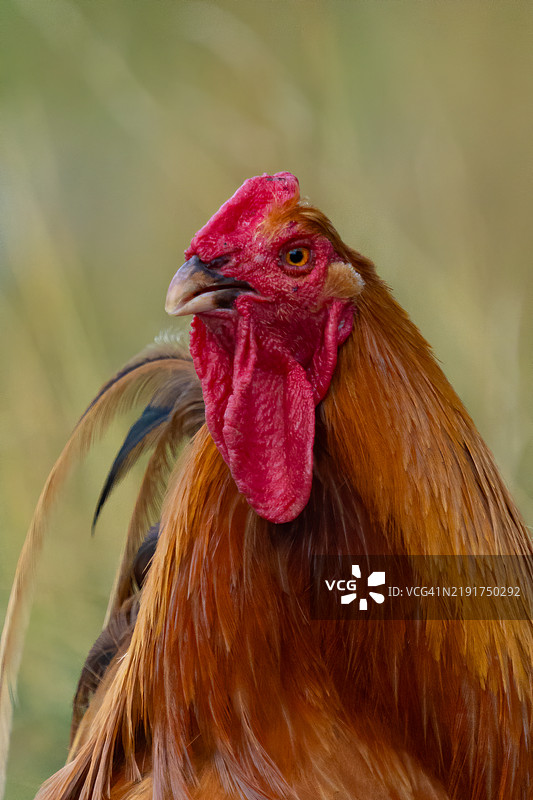 红色鸡在农场自由放养图片素材