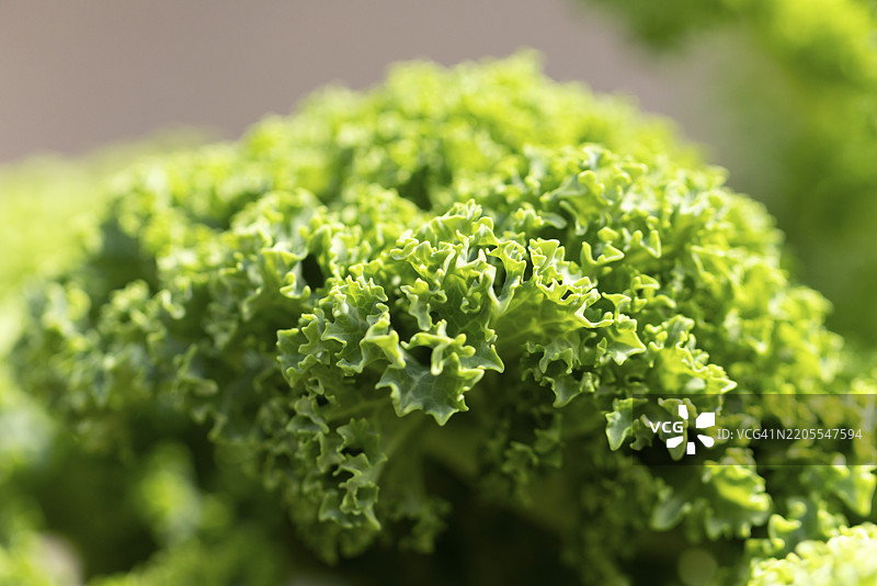 新鲜羽衣甘蓝（Brassica oleracea）的特写，奥地利下奥地利州诺因基兴，欧洲图片素材