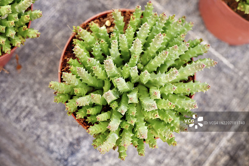 'Stapelia Desmetiana' 观叶植物的顶部视图，具有仙人掌状的锯齿茎，放置在花盆中。也称为 'Orbea Variegata'。图片素材