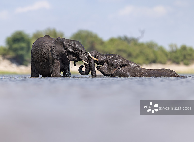 大象在博茨瓦纳的乔贝河中饮水和享受水乐趣图片素材