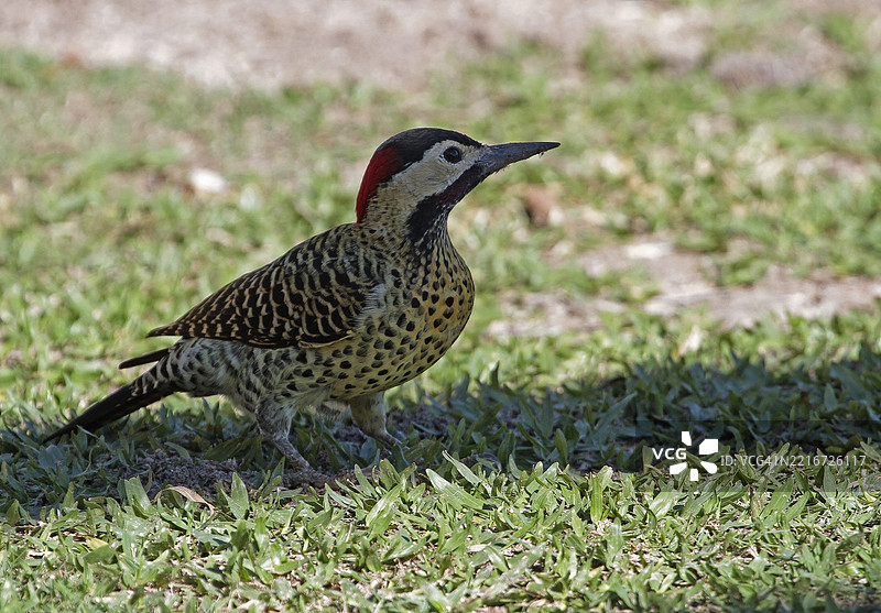 金胸啄木鸟图片素材