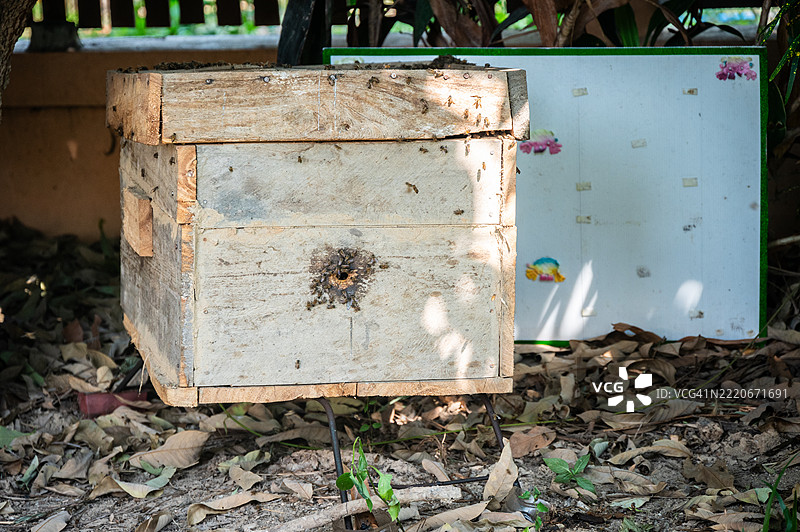 蜜蜂栖息在木制蜂箱中。养蜂人拥有这些蜂箱及相关设备。图片素材