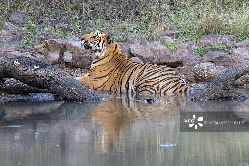 老虎（美洲虎），孟加拉虎或印度虎，大型猫科动物（猫亚科），食肉动物（食肉目），极度濒危，水中，倒影，萨图拉国家公园，老虎保护区，中央邦，帕奇马尔希生物圈保护区，印度，亚洲图片素材
