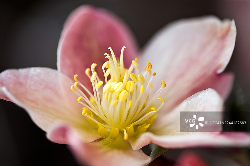 一朵精致的粉色花朵的特写，拥有显眼的黄色花蕊，展现出其精美的细节和鲜艳的色彩图片素材