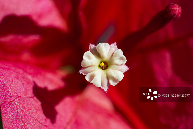 一朵娇嫩的白色花朵特写，背景是鲜艳的红粉色，展示了其精美的细节和自然之美图片素材