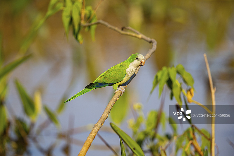 和尚鹦鹉 (Myiopsitta monachus) 巴西潘塔纳尔湿地图片素材