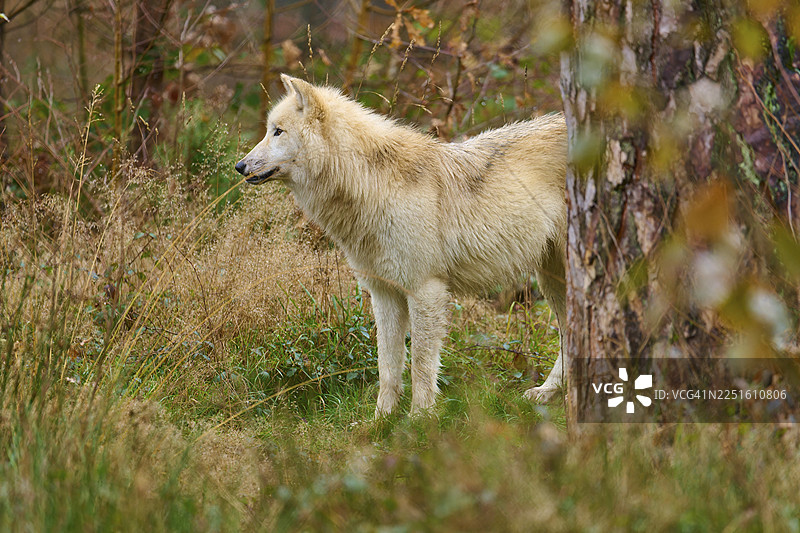一只米灰色的狼在秋季的自然森林中看向一旁，北极狼（Canis lupus arctos），德国图片素材
