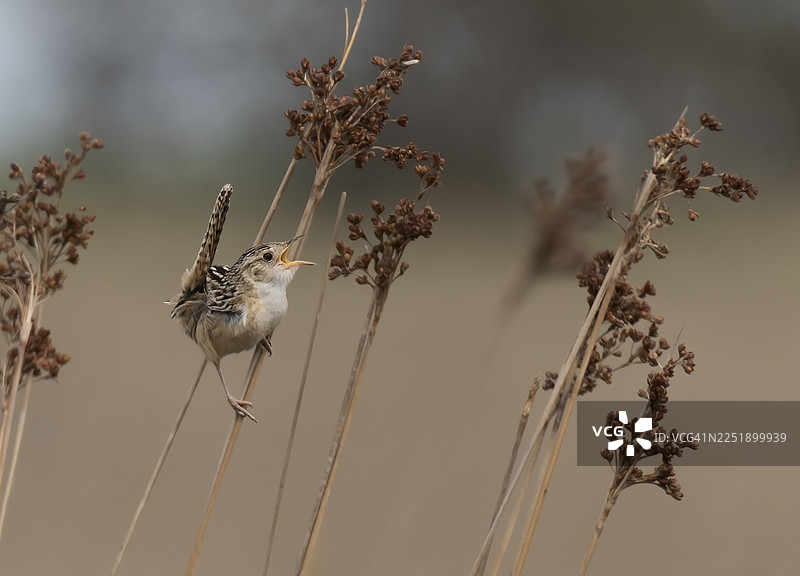 草鹪鹩图片素材