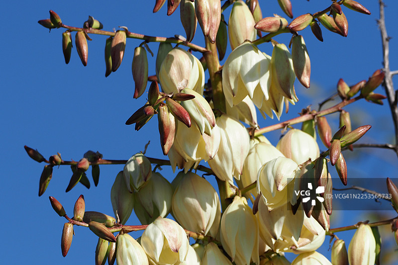低角度拍摄，一株丝兰植物在晴朗的蓝天下绽放，展示其白色花朵和花蕾。图片素材