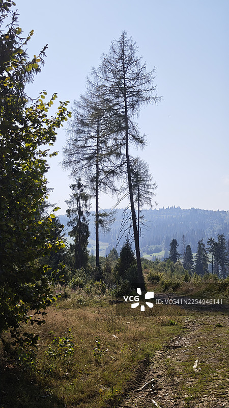 清澈蓝天下，开阔的林间空地上生长着高大稀疏的针叶树，远方是森林覆盖的山丘。干燥的草地、零星的灌木和一条泥土小径延伸入景致中，一只狗站在前方小径附近。图片素材