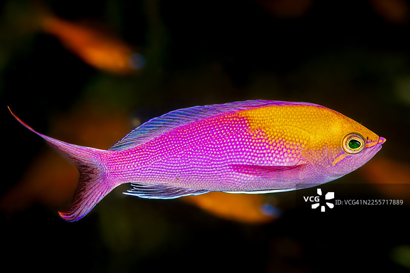 皇冠拟花鮨 (Pseudanthias regalis)，马克萨斯群岛特有种，纳库库岛，法属波利尼西亚图片素材