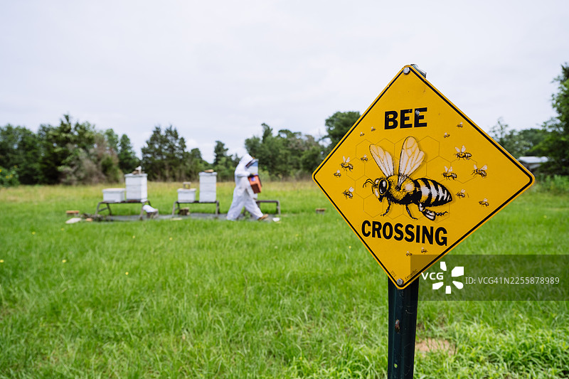 美国养蜂人正在采集有机蜂蜜图片素材