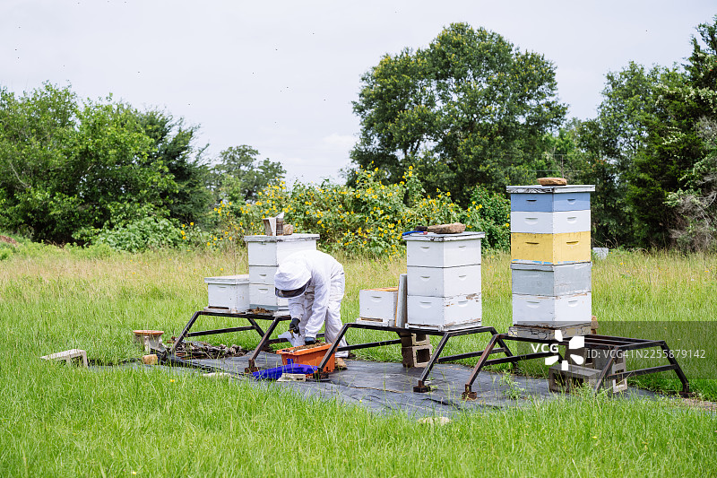 美国养蜂人在采收有机蜂蜜图片素材